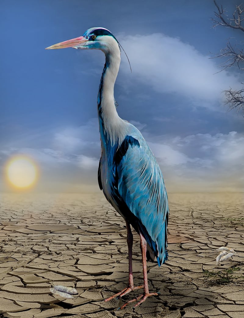 Climate Change Impact Visualization